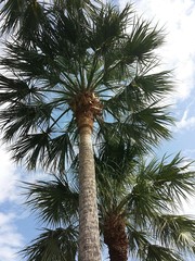 Palm trees on blue sky background in Florida nature