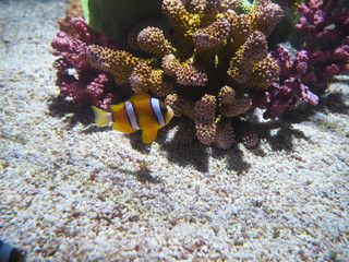 Strped fish aquarium osaka Japan