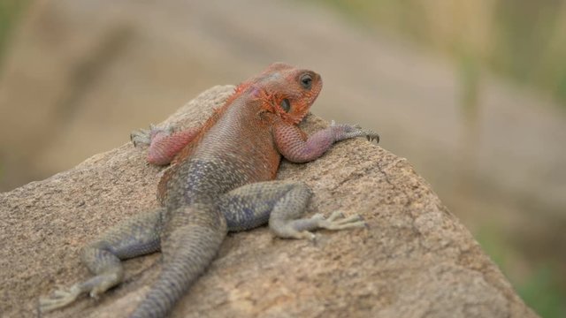 Close up of a common agama