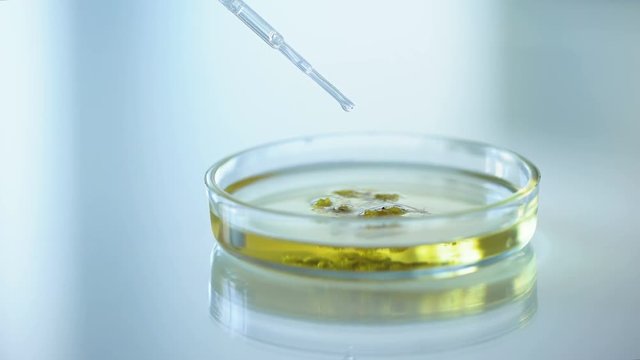 Lab worker pouring chemical substance drops on herbs in petri dish, cosmetology