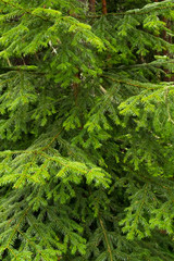 green branches of coniferous trees in a dense young needle and drops of water, in spring, background