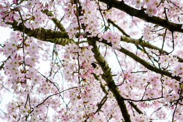 Cherry blossom or so called Sakura flower in Japan blooming in Paris during spring.