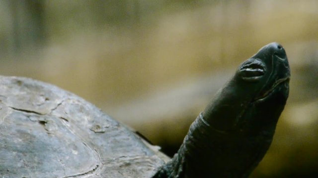 亀
