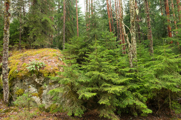 A young coniferous tree next to a large stone among dry tree trunks