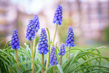 Beautiful Blue Grape Hyacinth flowers taken by macro photograpy with shallow DOF or blurry background. Taken in the park in Paris during spring after winter in the sunny day.