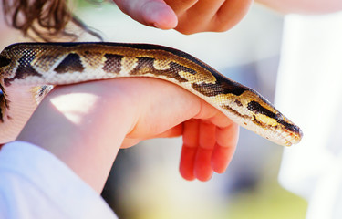 Child hand holding snake boa