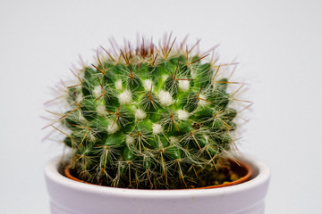 A cactus plan white isolated macro photography.  A cactus is a member of the plant family Cactaceae.