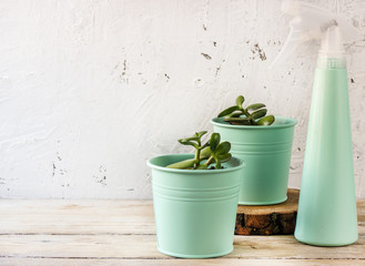 Mint color's pots with succulents