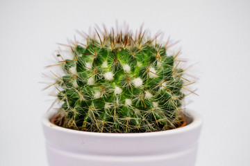 A cactus plan white isolated macro photography.  A cactus is a member of the plant family Cactaceae.