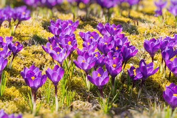 Foto auf Glas Krokusfeld - Krokus Blüten - Der Frühling kommt. © PicItUp