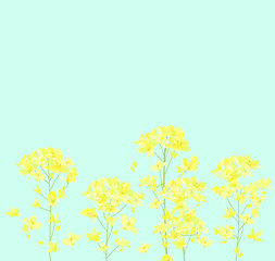 Canola flowers illustration - Rape blossom illustration - Spring background　菜の花の背景イラスト素材