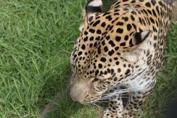 Pride wild leopard walking in the grass - closeup from the head above