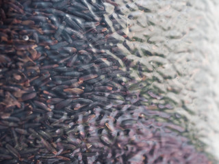 Closeup of rice pattern in plastic bag for abstract background.