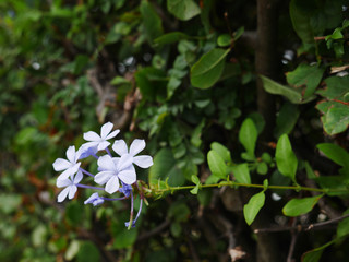 Purple lilac violet flower petals amongst green leaf background