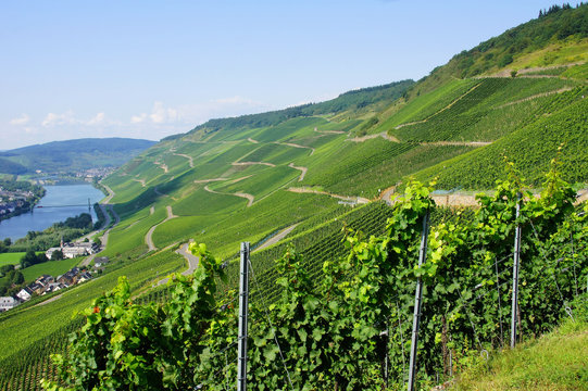 Graacher und Wehlener Weinberge nahe Bernkastel

