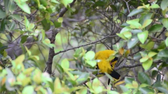 Bird (Black-Naped Oriole, Oriolus chinensi) yellow color perched on a tree in a nature wild