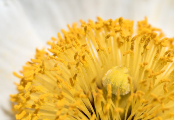 Staubbl&auml;tter einer Anemonen-Bl&uuml;te