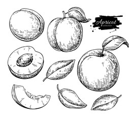 Apricot vector drawing. Hand drawn fruit and sliced pieces.  Sum
