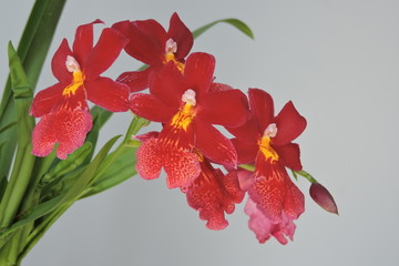 Red orchids, white background