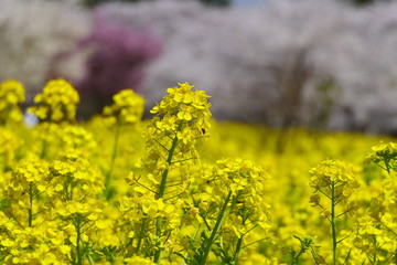 菜の花畑。赤城南面千本桜。前橋　群馬　日本。４月初旬。