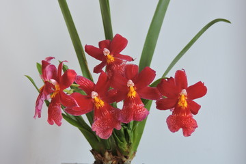 Naklejka premium Red orchids, white background