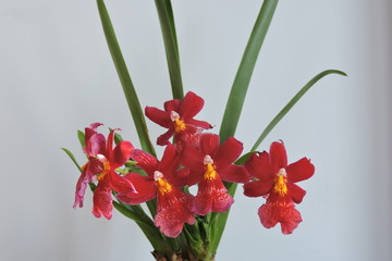 Red orchids, white background