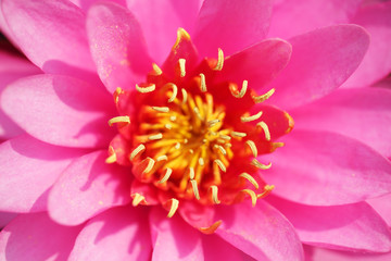 close up of beautiful pink color blooming lotus flower