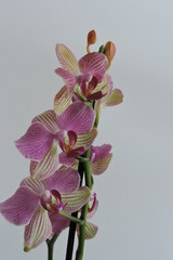 Pink and yellow orchids, white background
