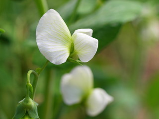 スナップエンドウの花