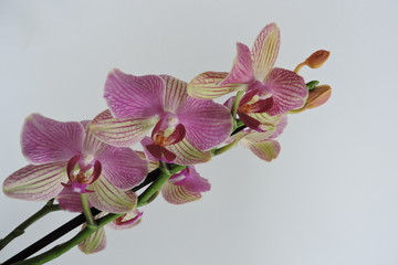 Fototapeta premium Pink and yellow orchids, white background