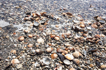 orilla del mar con arena llena de conchas marinas  enteras y otras rocas por el movimiento de las olas