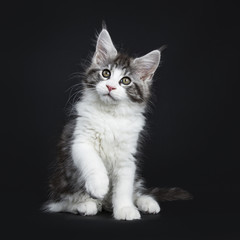 Fototapeta na wymiar Handsome black tabby with white Maine Coon / cat kitten sitting straight / playing with one paw lifted up isolated on black background 