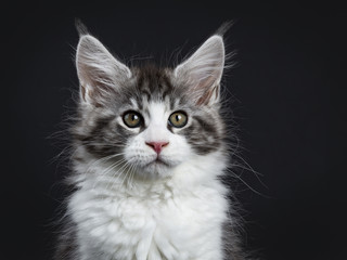 Head shot of Handsome black tabby with white Maine Coon / cat kitten sitting straight up facing camera isolated on black background 