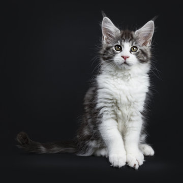 Handsome black tabby with white Maine Coon / cat kitten sitting straight up facing camera isolated on black background 