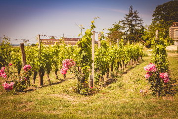 Fototapeta na wymiar vineyard of Saint-Emilion, France, near Bordeaux at the end of spring 2017