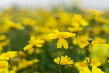 Blossom spring flowers