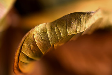 Close up of beautiful golden leaf with space for text. Studio macro shot, selective focus.