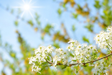 Obraz premium Frühling 448