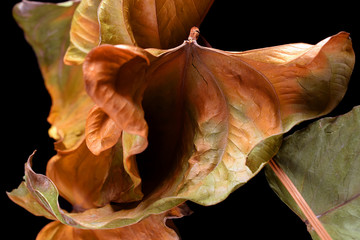 Beautiful autumn leaf on black background. 