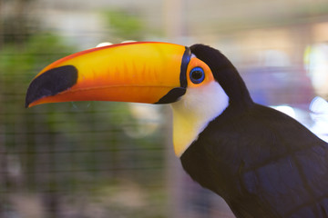 A toucan in steel cage.