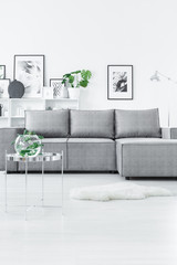 Grey elegant living room interior
