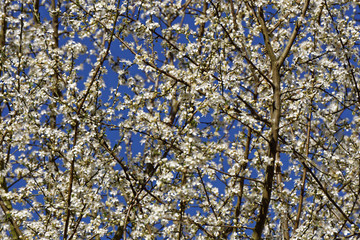 springlike tree and blue sky, close up