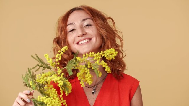Colorful portrait of attractive woman with ginger hair smiling and smelling mimosa blossoms, isolated over beige background