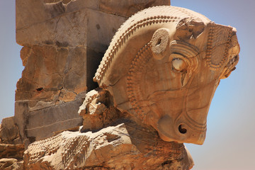 Iran Persepolis cow