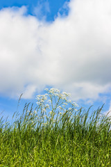 Summer landscape. Fresh green grass on a blue sky background