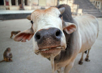 India. The inquisitive cow