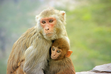 Maternity in monkeys