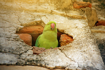 Parrot looking out