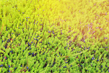 Small forest juniper