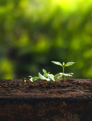 Plant Coffee seedlings in nature